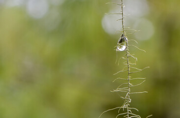 Tiny water droplet on the string of mosses