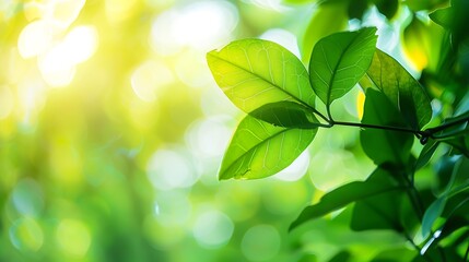 Closeup beautiful view of nature green leaf on greenery blurred background with sunlight and copy space It is use for natural ecology summer background and fresh wallpaper concept : Generative AI