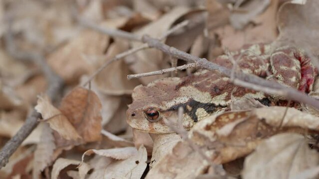 Injured Asiatic Toad (Bufo gargarizans) With Bleeding Leg Resting in Fallen Leaves Camouflage in Wild Forest, South Korea