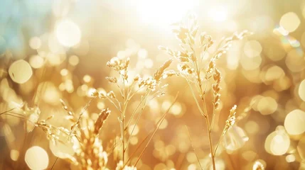 Foto op Plexiglas defocused view of dried wild flowers and grass in a meadow in winter or spring r fall in the bright golden rays of the sun with lens flare and highlights on a helios lens blurred backg : Generative AI © Generative AI