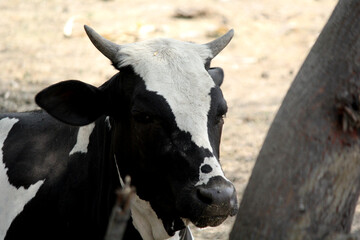 closeup shot of jersey cow 