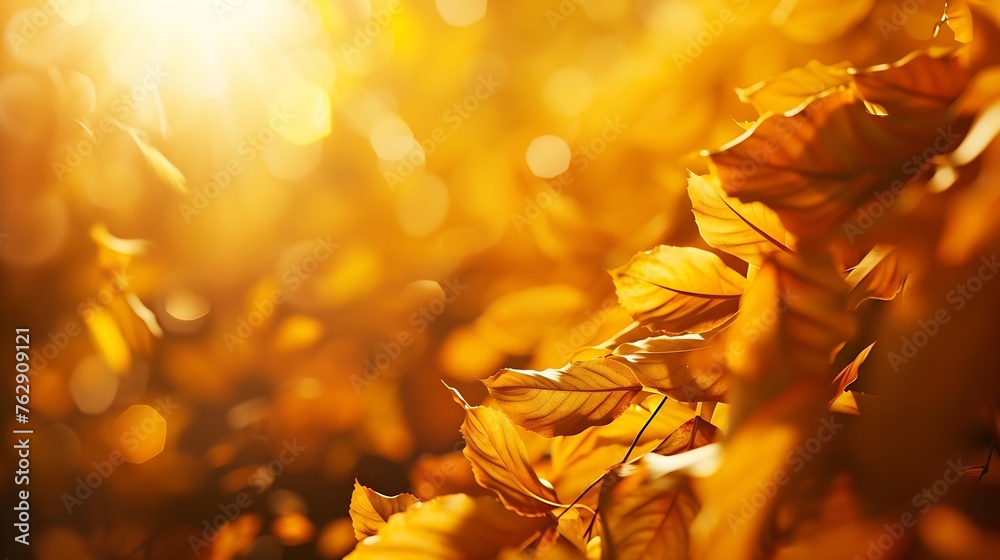 Poster beautiful blurred autumn background with yellowgold leaves in the rays of sunlight on a dark natural