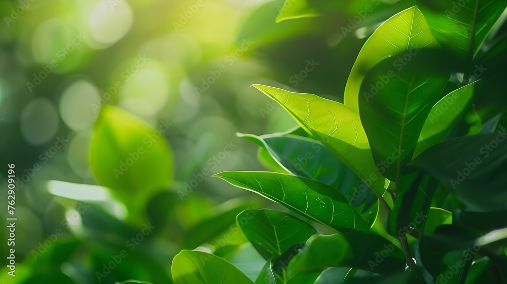 Poster green blurred background of green leaves in the day time : Generative AI