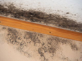 Mold Infestation on Wall Near Floorboard