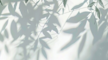 Abstract blurred background The shadow reflection of leaves and gray light lines on the white...