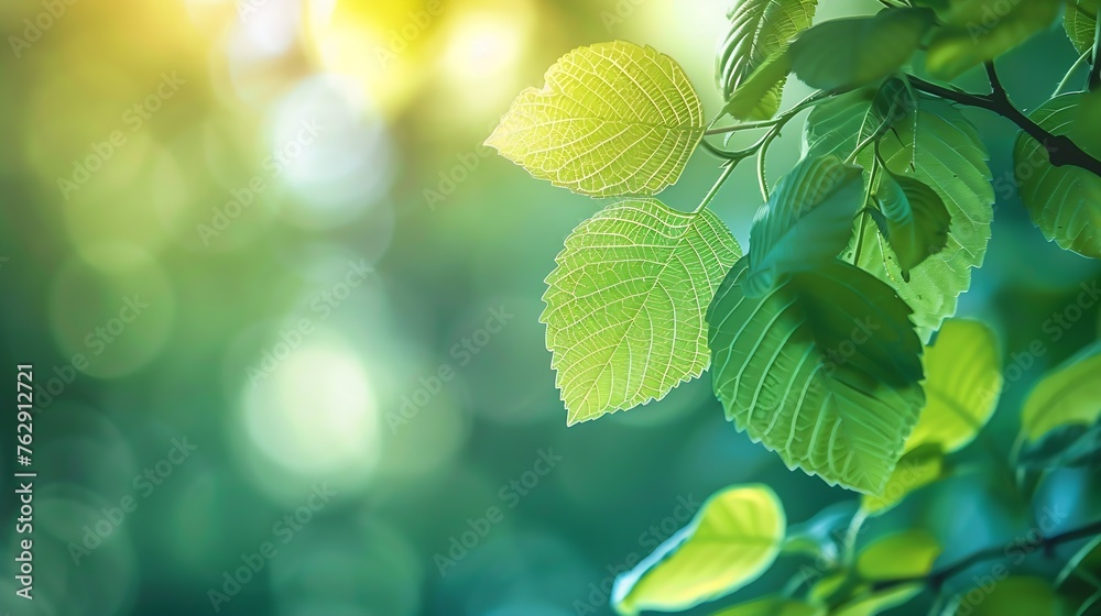 Poster closeup macro soft focus fresh green leaves abstract blur backgroundconcept idea for ecology backdro