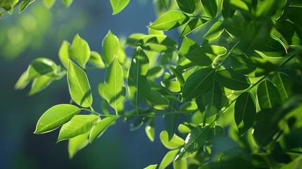 Fotobehang Light shining on tree leaves : Generative AI © Generative AI