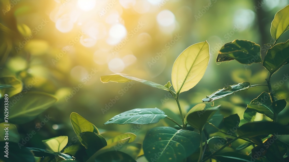 Aufkleber Concept nature view of green leaf on blurred greenery background in garden and sunlight with copy space using as background natural green plants landscape ecology fresh wallpaper : Generative AI
