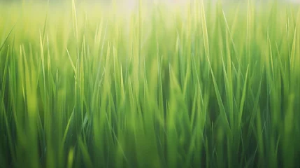 Foto op Canvas Blurred green rice paddy field Rice plantation Organic rice farm in Asia : Generative AI © Generative AI