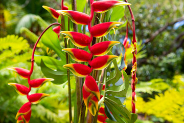 Tropical blossom pattern, tropical flowers background. Lobster claw, Heliconia Rostrata flower....