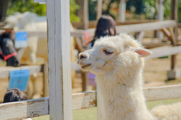 千葉市動物公園の動物たち