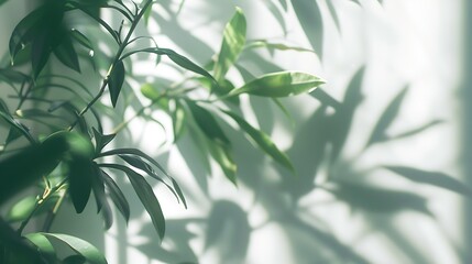 Blurred shadow from leaves plants on the white wall Minimal abstract background for product presentation Spring and summer : Generative AI