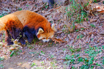 千葉市動物公園の動物たち