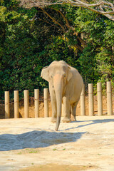 千葉市動物公園の動物たち