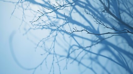 Minimalistic abstract gentle light blue background for product presentation with light and intricate shadow from tree branches on wall : Generative AI