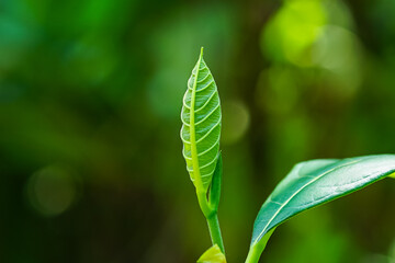 Jackfruit leaf macro shot, Close up view of jackfruit leaf 