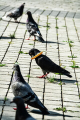 Piece of bread with hole was put around pigeon's neck by playful children. Food is always with dove...