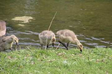 Goslings On The Bank, William Hawrelak Park, Edmonton, Alberta