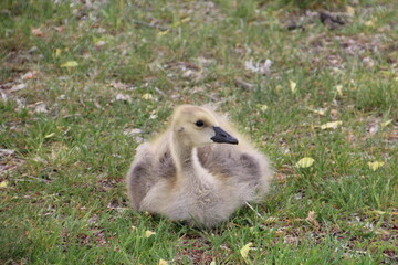 Baby Goose, William Hawrelak Park, Edmonton, Alberta
