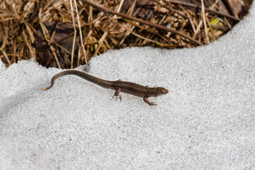 Common English lizard (Lacerta vivipara) migrates in the spring. This cold-blooded animal warmed up...