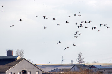 Wild geese overwinter on European agricultural lands and near livestock farms. Bean goose (Anser...