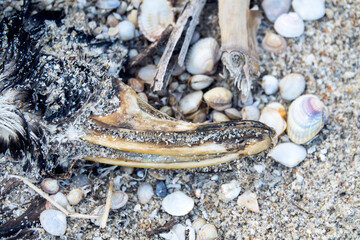 A dead head. Common shelduck (Tadorna tadorna) head on the shore of the sand-shell lagoon. Unusual...