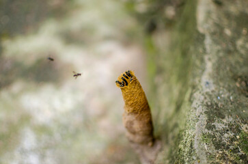 puppy bee