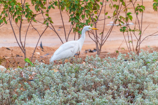 Western cattle egret (Bubulcus ibis) in winter plumage hunting for insects.