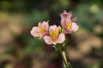 Obraz premium 夏の暑さの中で咲く、アルストロメリア