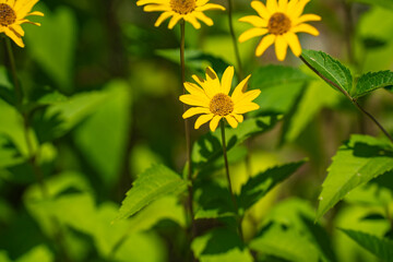夏の暑さの中で咲くキクイモモドキ