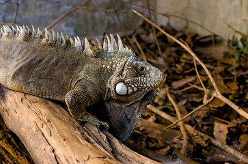 lizard