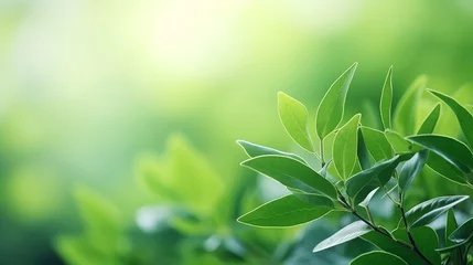 Crédence de cuisine en verre imprimé Vert-citron nature of green leaf in garden at summer. natural green background