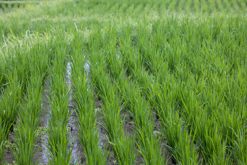 rice field on the island of Bali, rice sprouts, harvest
