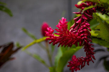 exotic tropical flower red, flowers of asia