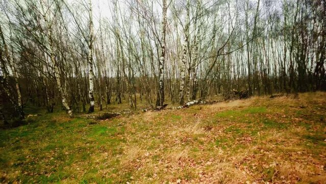 Bare birch trees rhythmically planned in the wintry Limburg landscape beautiful background POV