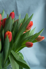 Fresh spring tulips bouquet in vase