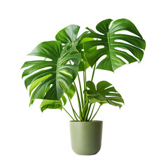 Decorative monstera tree planted gray ceramic pot ,  ornamental plant. isolated on a transparent background. PNG, cutout, or clipping path.