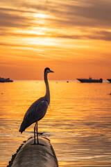 Naklejka premium A heron hunting in the sea in the sunset or sunrise light