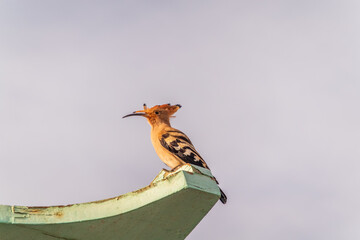 Eurasian hoopoe or Common hoopoe (Upupa epops) bird close-up on cloudy sky background © Dmitrii Potashkin