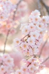 八重咲きの枝垂れ桜のクローズアップ