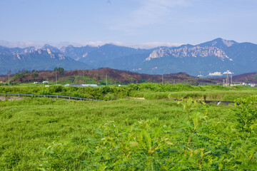 Green Field and Taebaek Mountains with Ulsan Rock