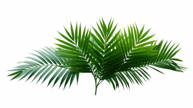 Tropical lush green leaf of palm tree transparent png 