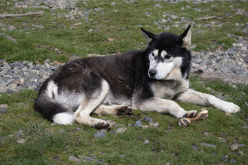 Alaskan Malamute lying on grass with a bone