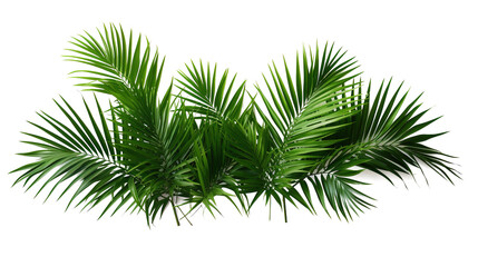 Tropical lush green leaf of palm tree transparent png  - obrazy, fototapety, plakaty