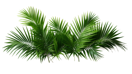 Tropical lush green leaf of palm tree transparent png 