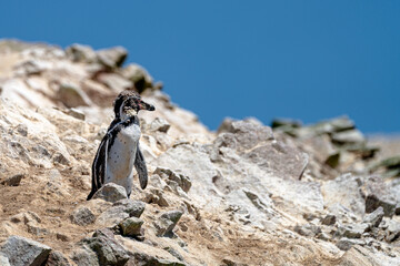 Pingüino en Islas Ballestas
