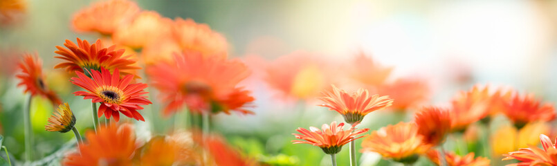 Nature of flower in garden using as cover page background natural flora wallpaper or template...