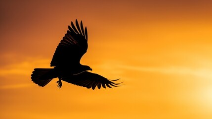 Silhouette of eagle on sunset sky.