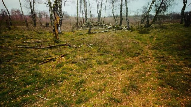 Dry dead and bare birch trees in winter heathland landscape POV dolly in