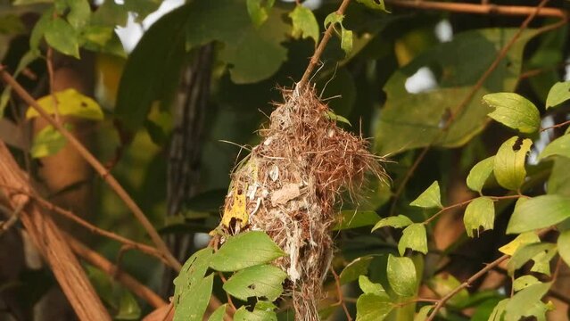 Birds nest in tree . egs .